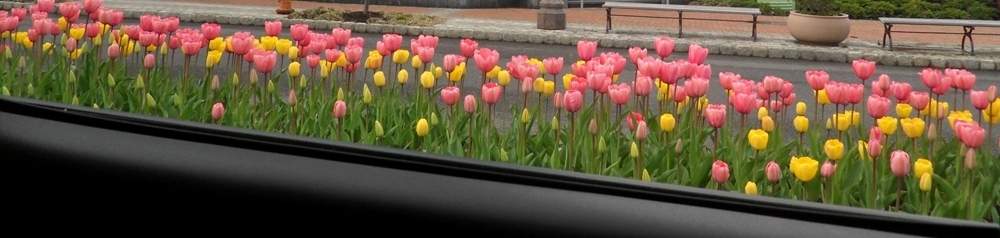 Tulips in Bloom