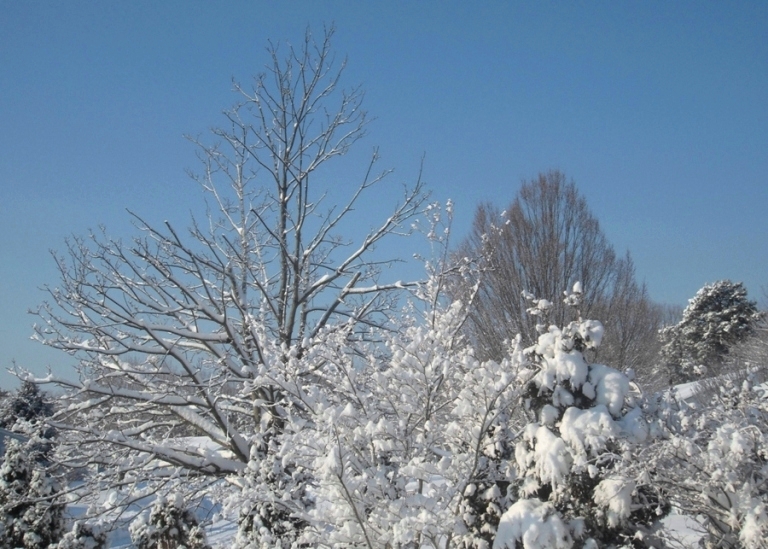 Trees filled with snow