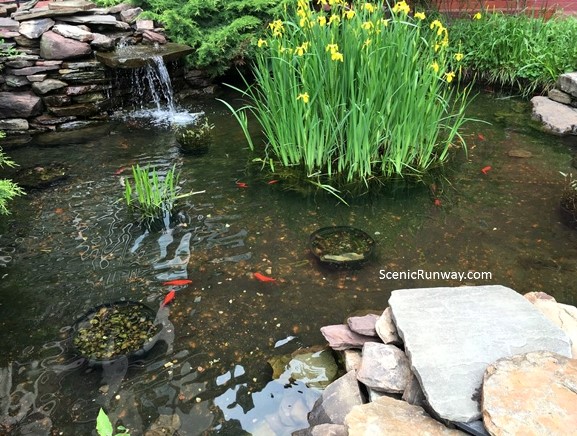 Pond with Fish