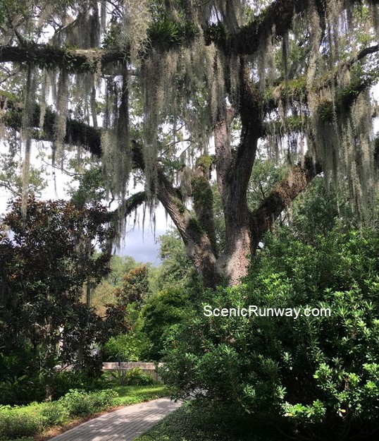 Mature Live Oak Trees - Some Of Which Are Centuries Old!